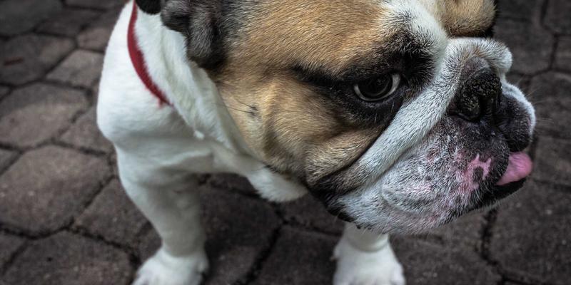 创意设计如何跨越文化鸿沟：BQ梦想的品牌策划本土化之道